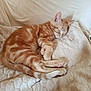 animal, blanket, cat, couch, cozy, cute, domestic, feline, fur, indoor, kitten, nap, orange_tabby, paws, pet, relaxation, resting, sleeping, soft, whiskers