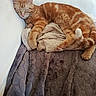 Anubis a rejoint le concours — aidez-le/la à gagner de superbes lots ! animal, blanket, cat, comfort, couch, cozy, cute, domestic_animal, feline, fur, home, indoor, orange_tabby, paw, pet, relaxed, resting, sleeping, soft, tail