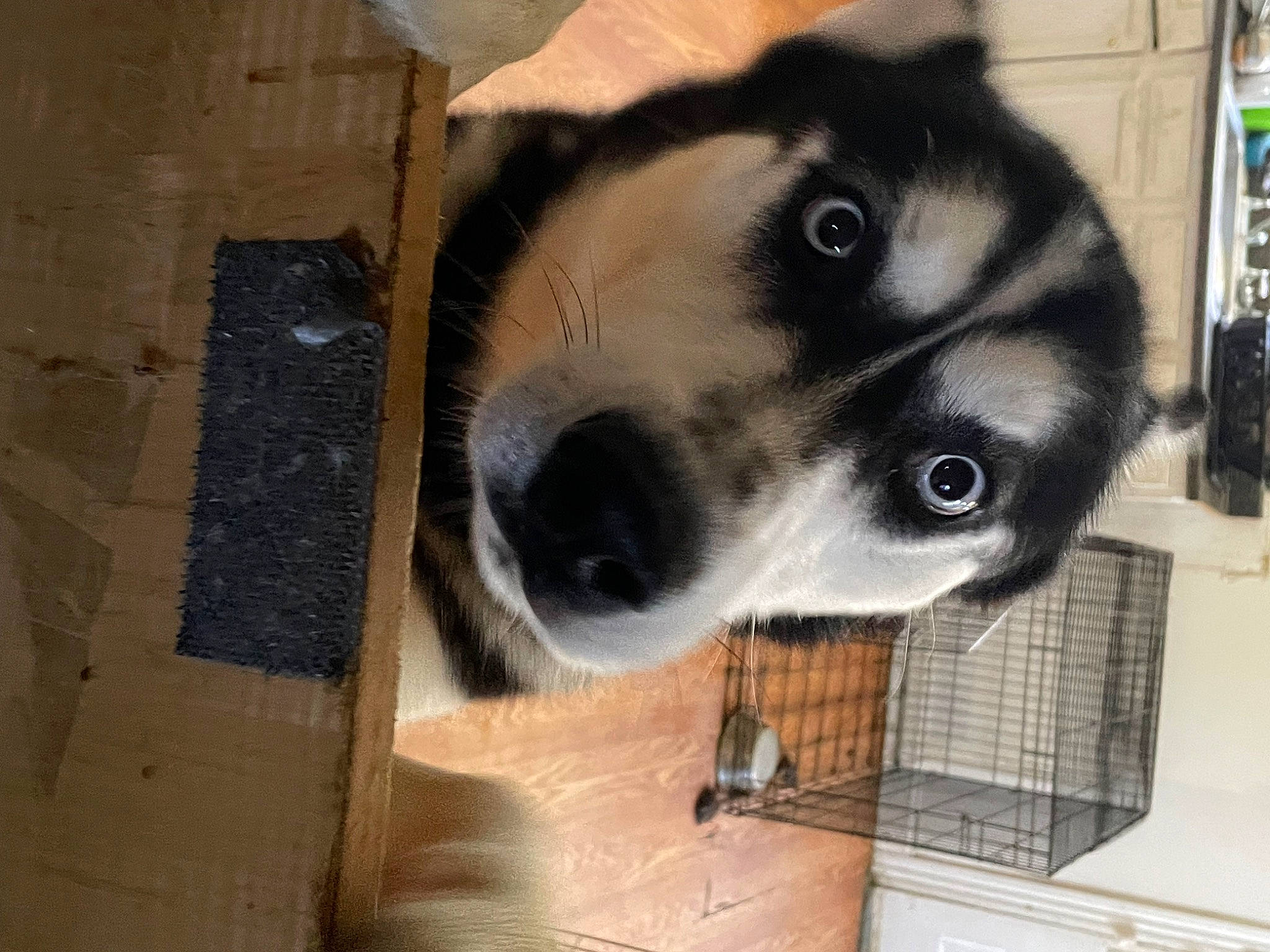 Buddy is registered to the contest to win money with this photo: animal_shelter, canidae, carnivore, collar, companion_dog, dog, dog_breed, dog_supply, ear, fawn, flooring, fur, paw, pet_supply, snout, sporting_group, terrestrial_animal, whiskers, wood, working_animal