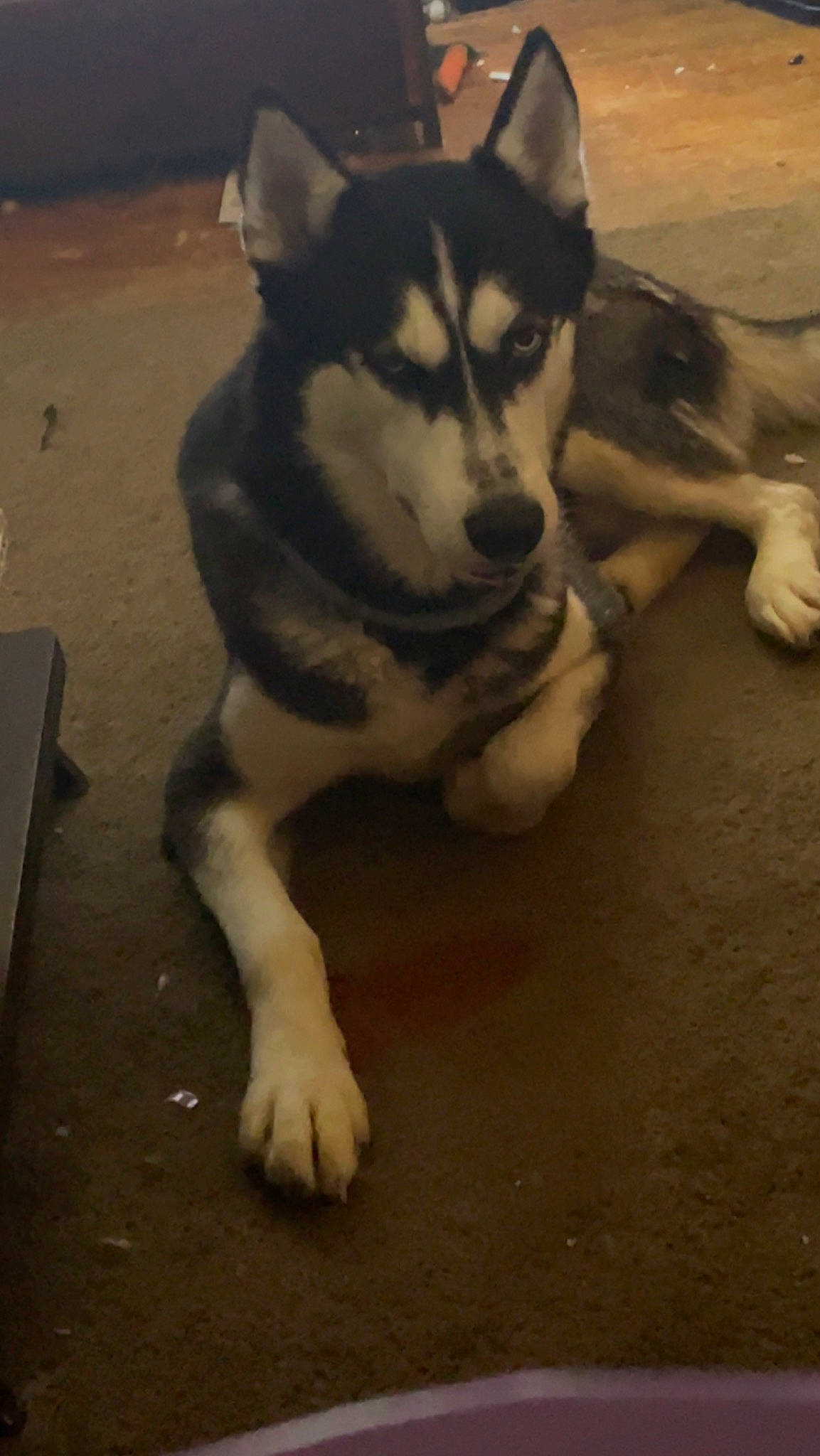 Buddy is registered to the contest to win money with this photo: ancient_dog_breeds, canidae, canis, carnivore, companion_dog, dog, dog_breed, flooring, fur, non_sporting_group, paw, road_surface, siberian_husky, sled_dog, sporting_group, tail, terrestrial_animal, whiskers, working_animal, working_dog