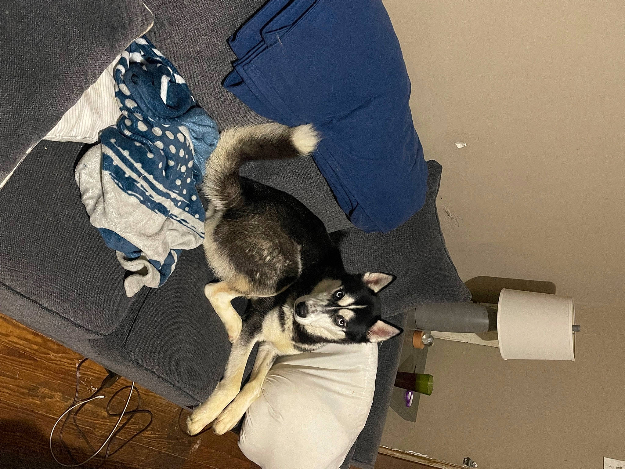 Buddy is registered to the contest to win money with this photo: canidae, carnivore, comfort, companion_dog, dog_breed, elbow, eyewear, fashion_accessory, felidae, formal_wear, fun, fur, human_leg, knee, shadow, sitting, small_to_medium_sized_cats, tail, thigh, whiskers