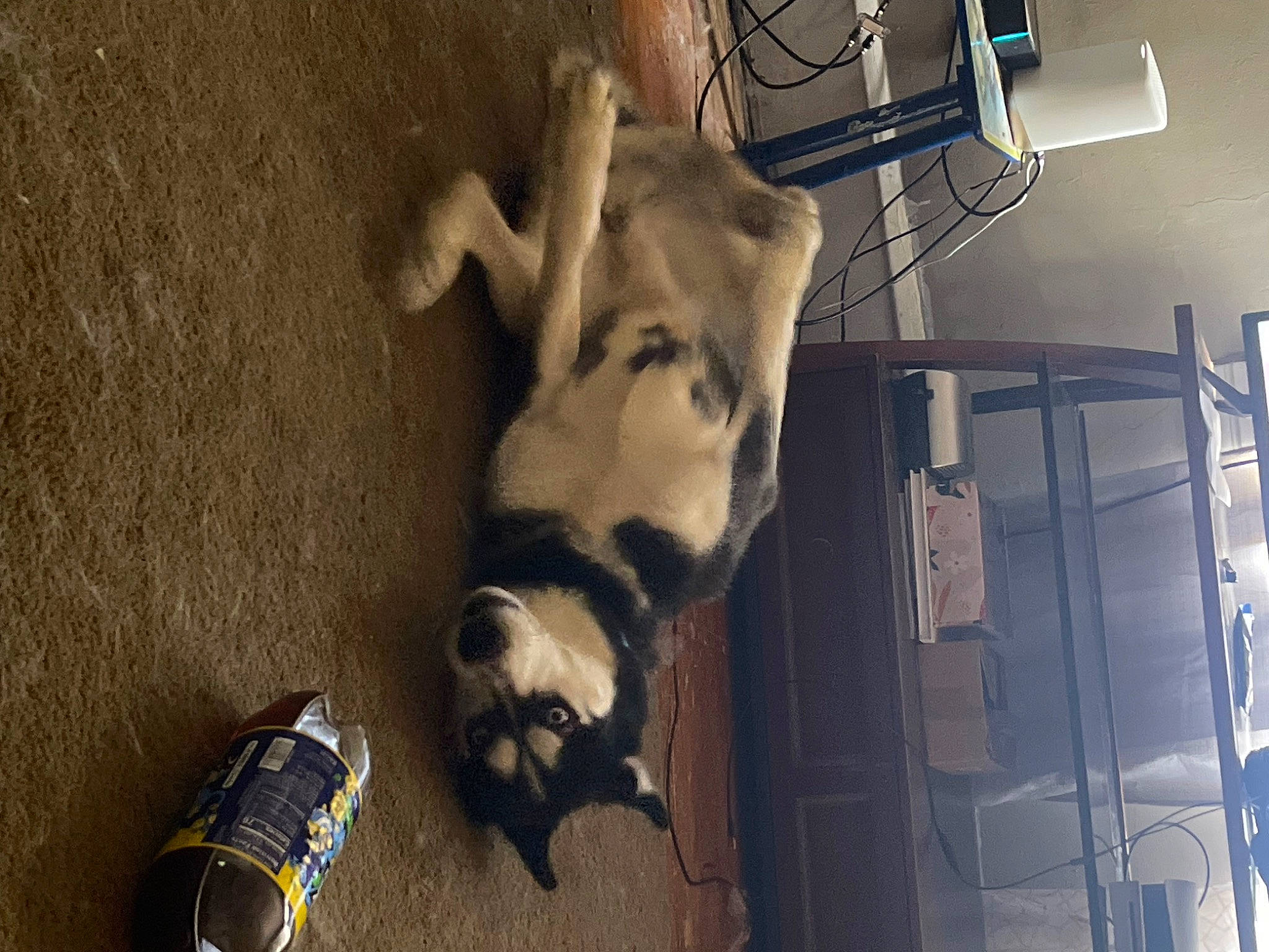 Buddy joined the competition — help win amazing prizes! canidae, carnivore, companion_dog, dog, dog_breed, fawn, felidae, flooring, fur, hardwood, outdoor_shoe, pet_supply, room, small_to_medium_sized_cats, snout, sporting_group, tail, whiskers, wood, working_animal