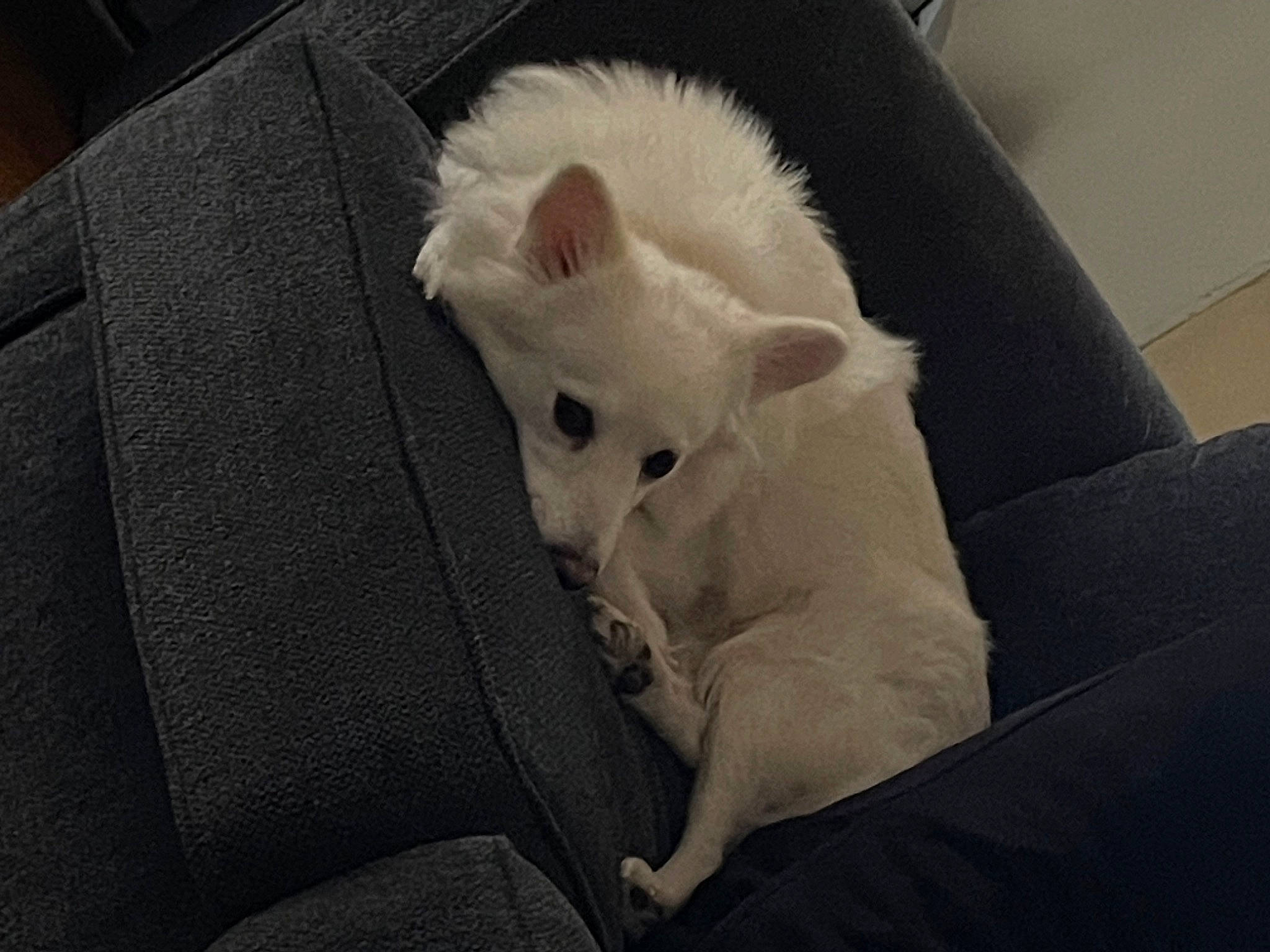 Lucero is registered to the contest to win money with this photo: canidae, carnivore, cat, claw, comfort, companion_dog, couch, dog_breed, felidae, fur, non_sporting_group, paw, small_terrier, small_to_medium_sized_cats, snout, tail, terrestrial_animal, toy_dog, whiskers