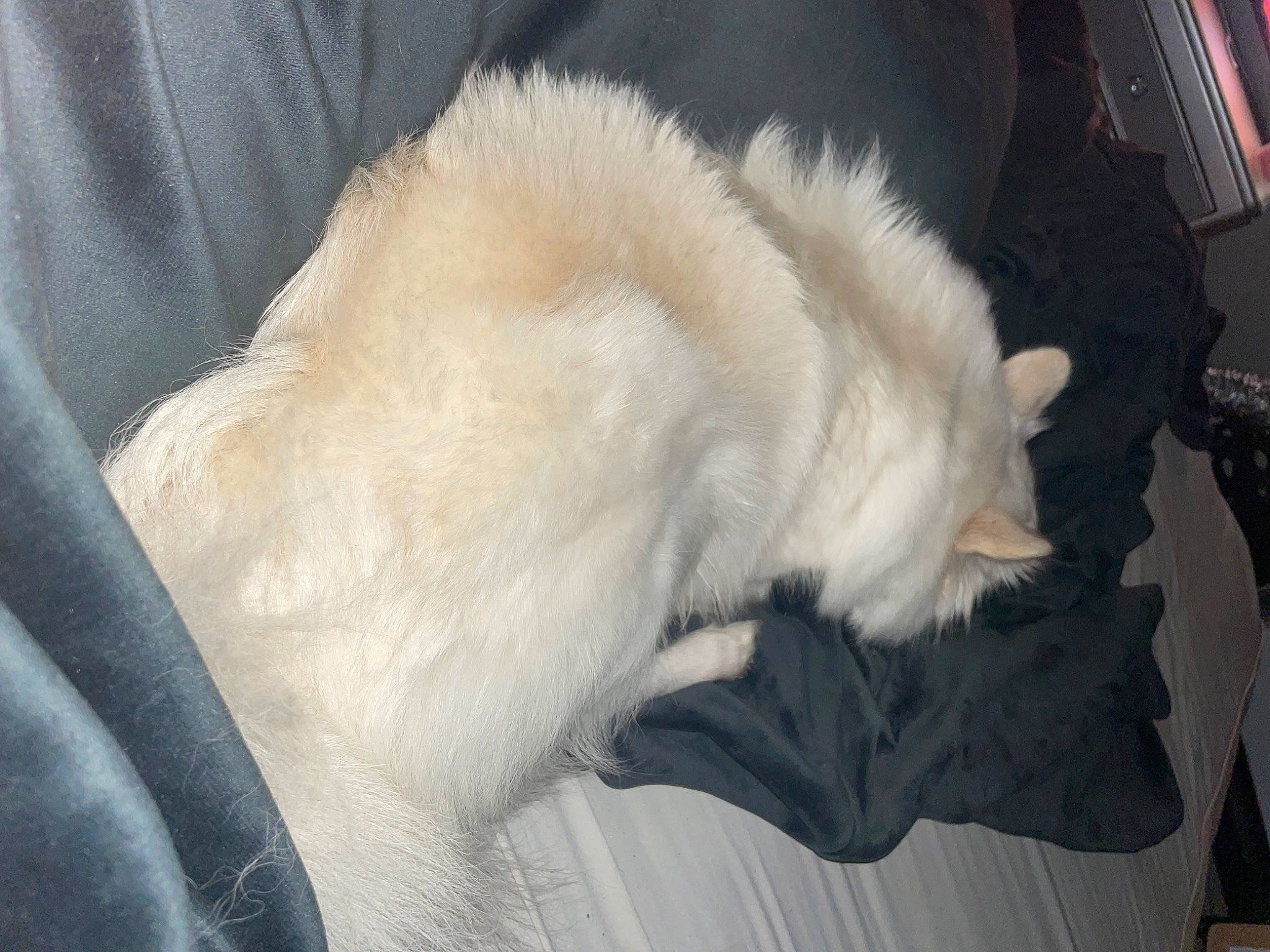 Lucero joined the competition — help win amazing prizes! canidae, carnivore, claw, comfort, companion_dog, dog_breed, fang, fawn, feather, felidae, foot, fur, nap, paw, small_to_medium_sized_cats, snout, spitz, sporting_group, tail, whiskers