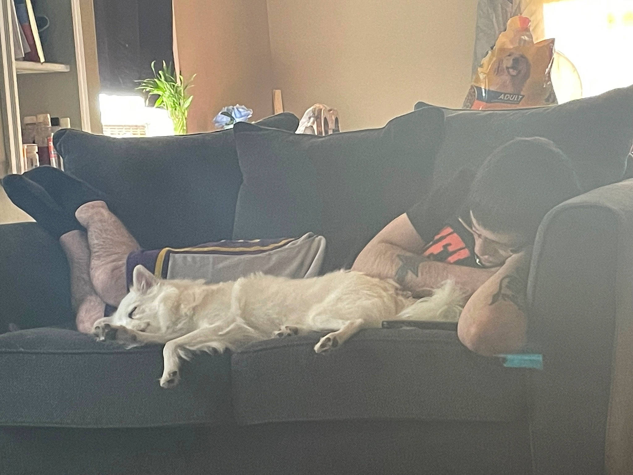 Lucero is registered to the contest to win money with this photo: building, comfort, companion_dog, couch, floor, flooring, grey, hardwood, house, houseplant, human_leg, living_room, pillow, plant, sofa_bed, studio_couch, table, textile, tints_and_shades, wood