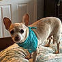 dog, chihuahua, bandana, blue_bandana, bed, bedspread, indoor, pet, small_dog, light_brown, ears, alert, curious, canine, animal, furniture, home, portrait, standing, cute
