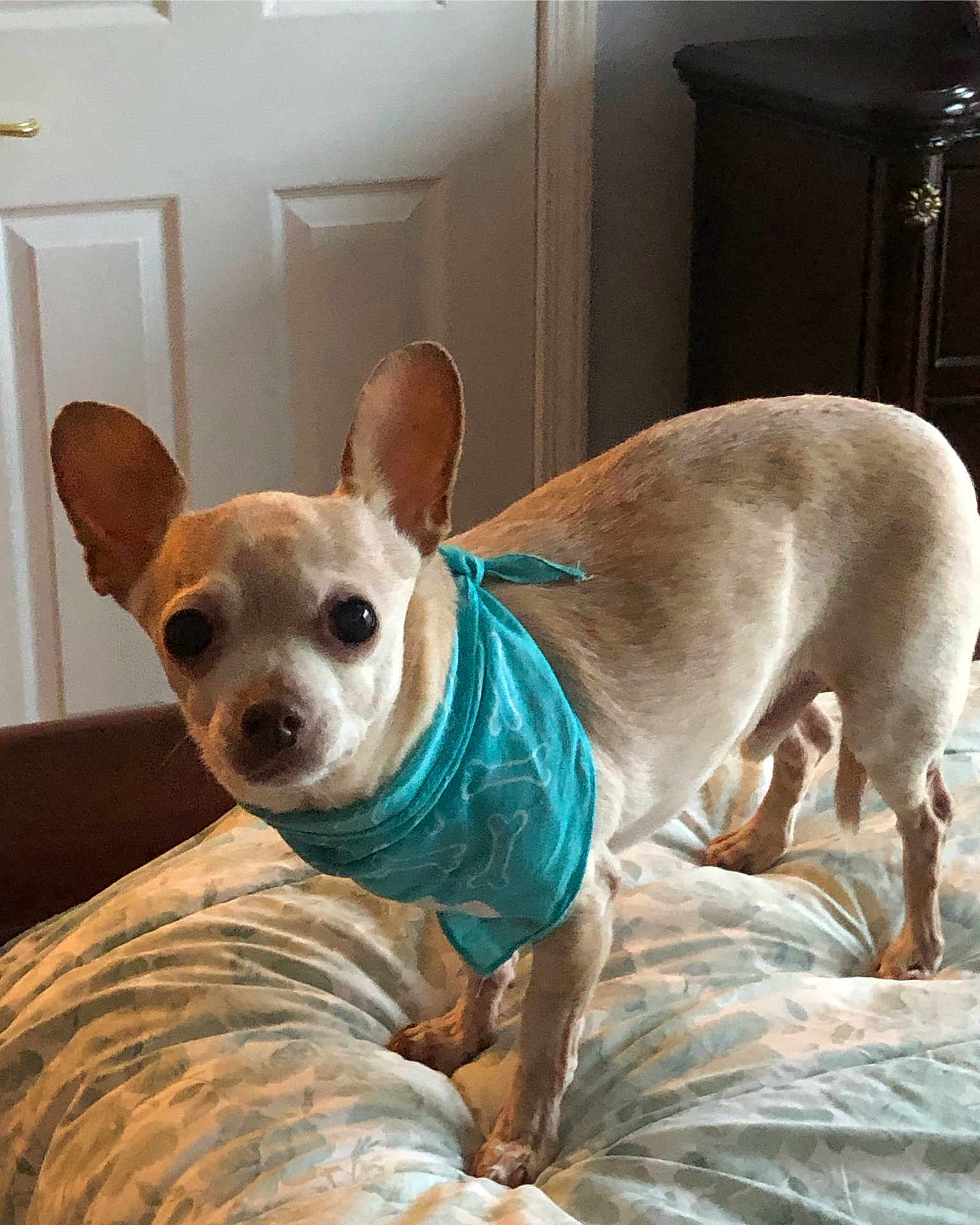 Chi Chi joined the competition — help win amazing prizes! dog, chihuahua, bandana, blue_bandana, bed, bedspread, indoor, pet, small_dog, light_brown, ears, alert, curious, canine, animal, furniture, home, portrait, standing, cute
