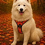 autumn, canine, cute, dog, fall_leaves, forest, fur, happy, leaf_litter, nature, orange_harness, outdoor, path, pet, portrait, samoyed, seasonal, sitting, smiling, white_dog