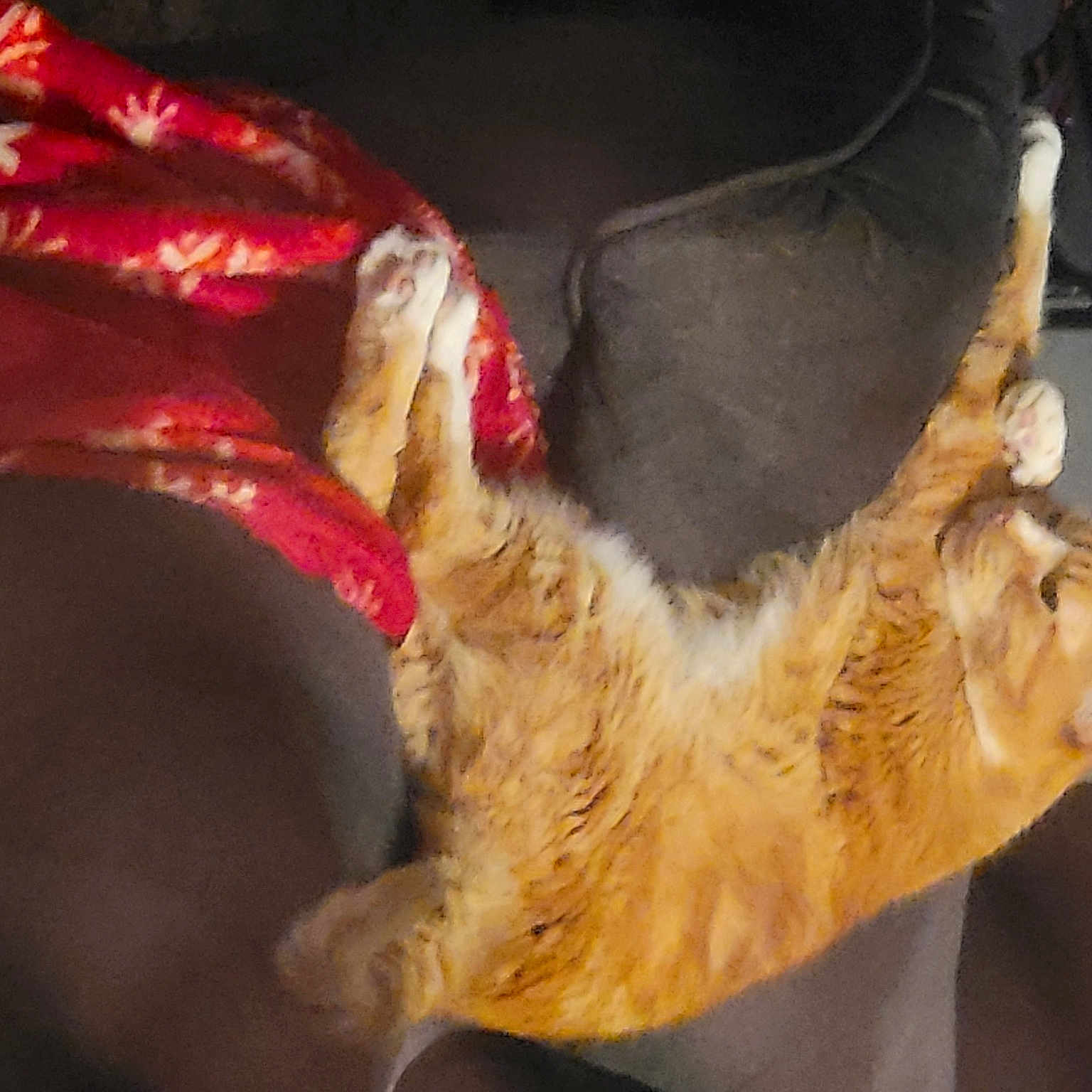 Homer is registered to the contest to win money with this photo: art, canidae, carnivore, claw, dog_breed, fawn, feather, felidae, fur, liver, natural_material, paw, small_to_medium_sized_cats, sporting_group, tail, terrestrial_animal, whiskers, wildlife, wing