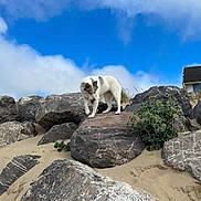 Thea a rejoint le concours — aidez-le/la à gagner de superbes lots ! dog, white_dog, rocks, sand, beach, outdoor, nature, sky, clouds, curious, animal, pet, walking, landscape, greenery, house, daylight, adventure, exploring, wildlife