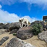 dog, white_dog, rocks, sand, beach, outdoor, nature, sky, clouds, curious, animal, pet, walking, landscape, greenery, house, daylight, adventure, exploring, wildlife