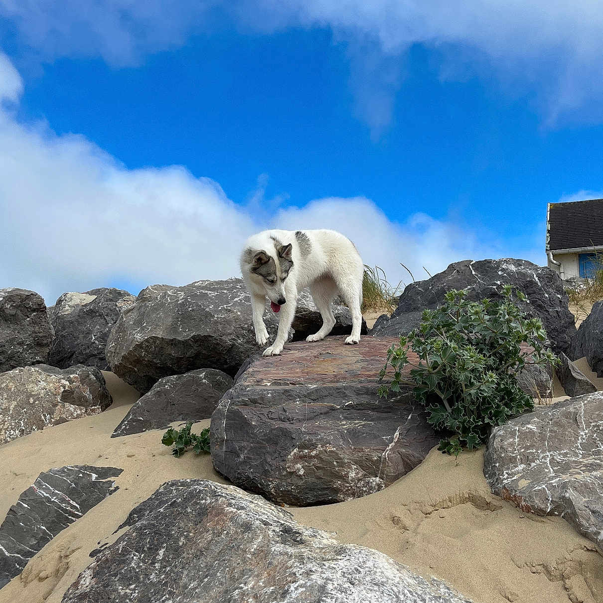 Thea a rejoint le concours — aidez-le/la à gagner de superbes lots ! dog, white_dog, rocks, sand, beach, outdoor, nature, sky, clouds, curious, animal, pet, walking, landscape, greenery, house, daylight, adventure, exploring, wildlife