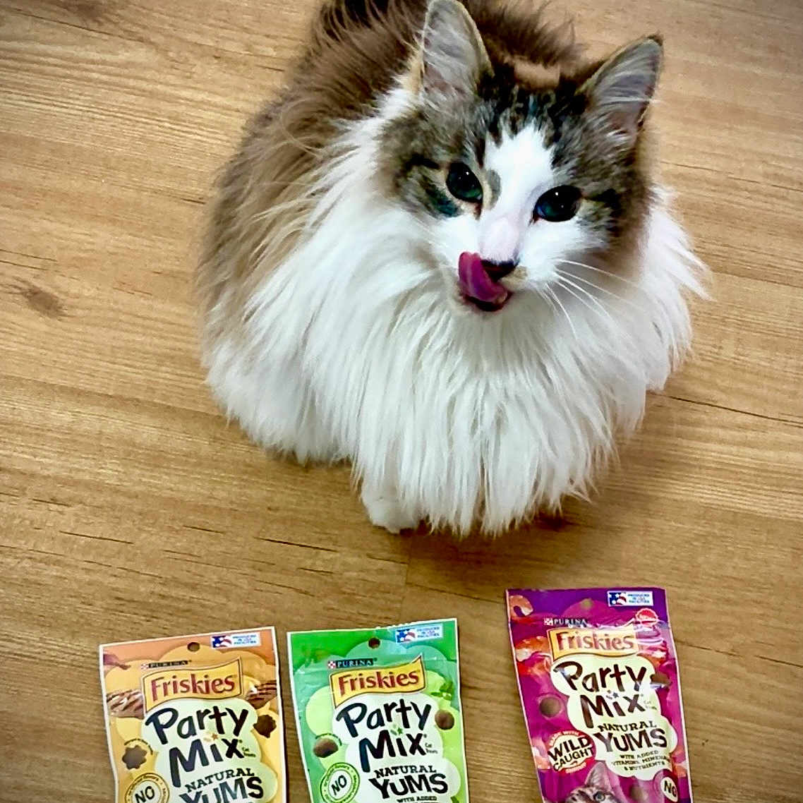 Dexter is registered to the contest to win money with this photo: cat, fluffy, long_hair, licking_lips, wooden_floor, cat_food, cat_treats, friskies, party_mix, natural_yums, pets, animal, cute, domestic_cat, whiskers, ears, eyes, tongue, snack, ready_to_eat