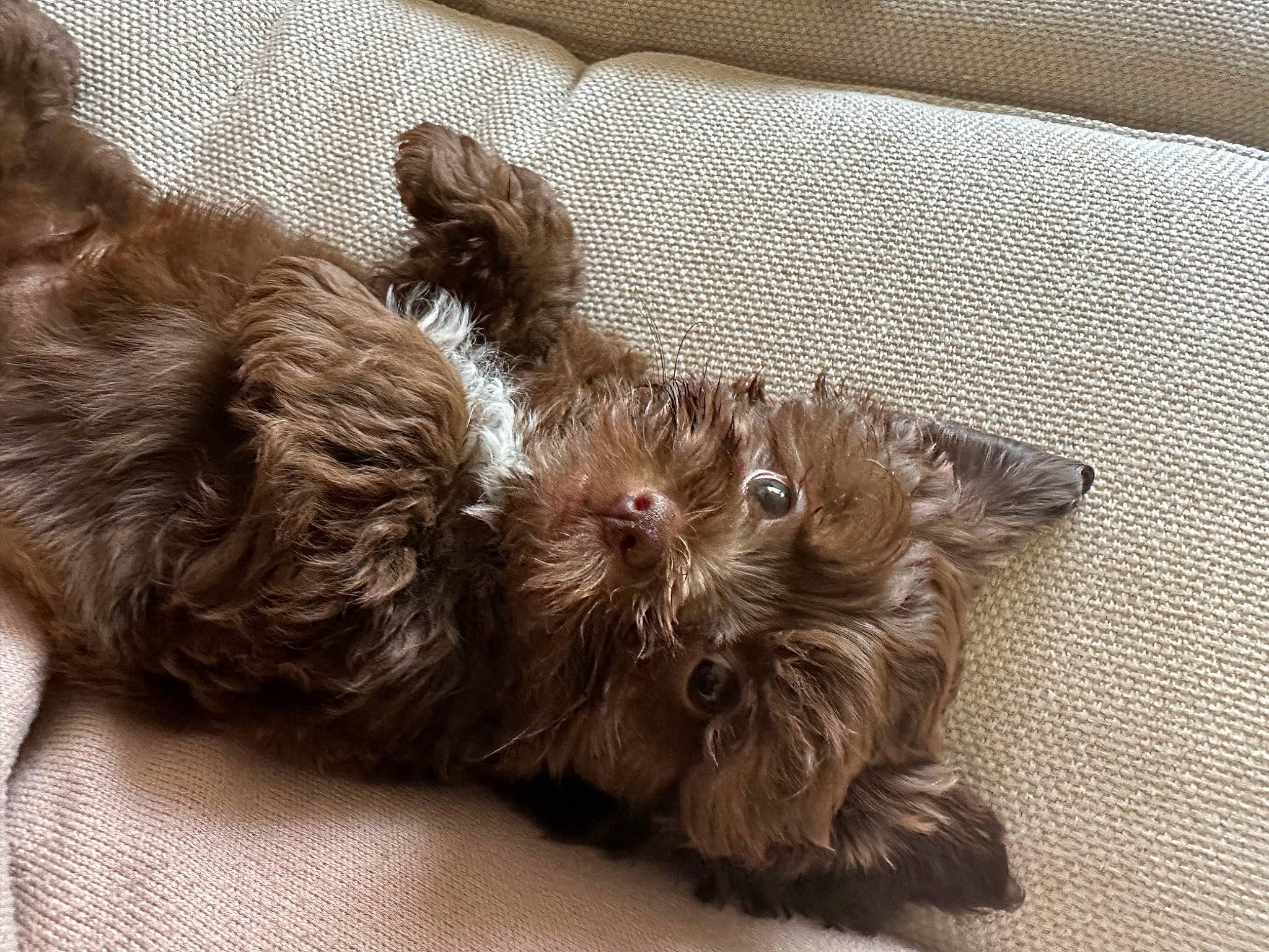 Mando is registered to the contest to win money with this photo: canidae, carnivore, comfort, companion_dog, dog, dog_breed, dog_supply, fawn, fur, liver, non_sporting_group, paw, puppy, small_terrier, snout, sporting_group, terrestrial_animal, terrier, toy_dog, working_animal