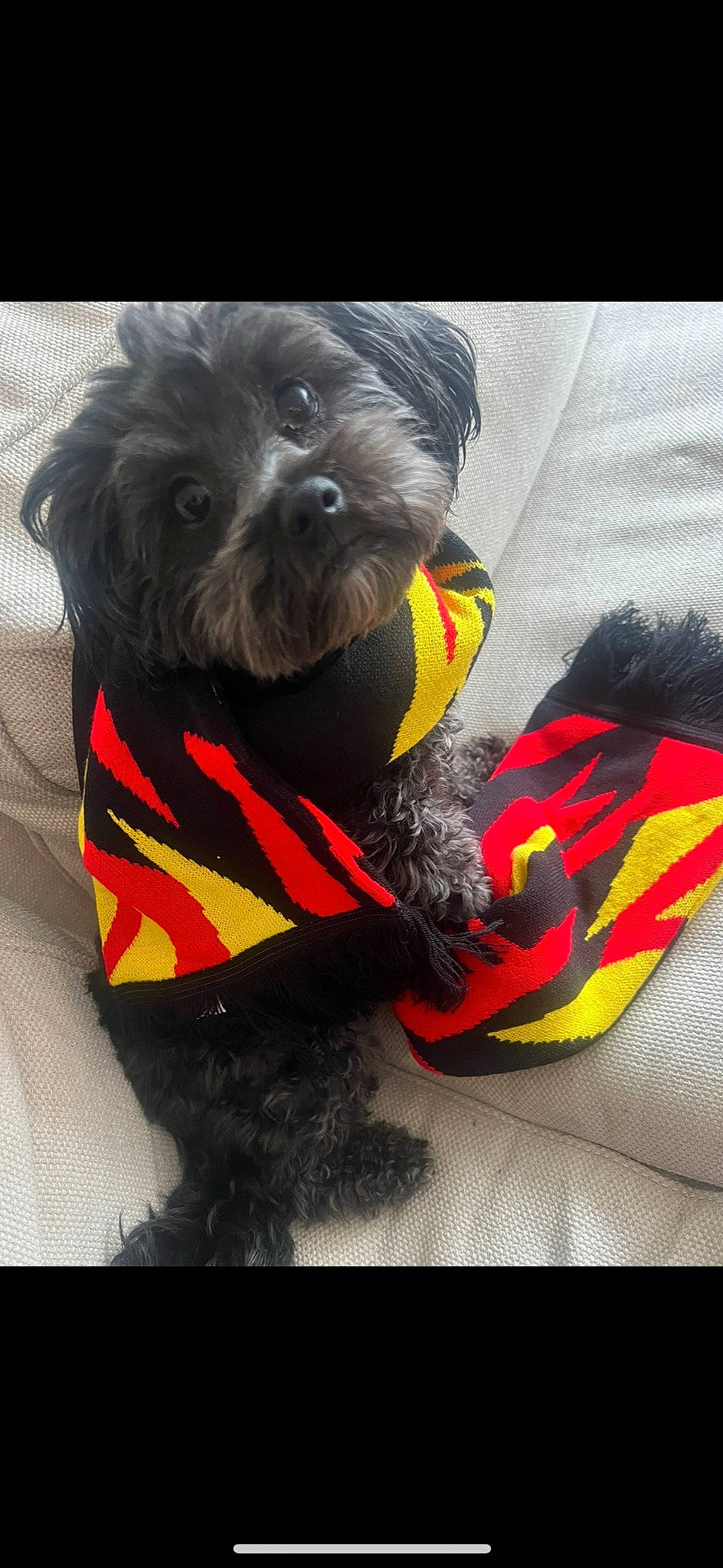 Jackie is registered to the contest to win money with this photo: canidae, carnivore, collar, companion_dog, dog, dog_breed, dog_clothes, dog_collar, dog_supply, fur, liver, personal_protective_equipment, pet_supply, small_terrier, snout, sporting_group, terrier, toy_dog, water_dog, working_animal