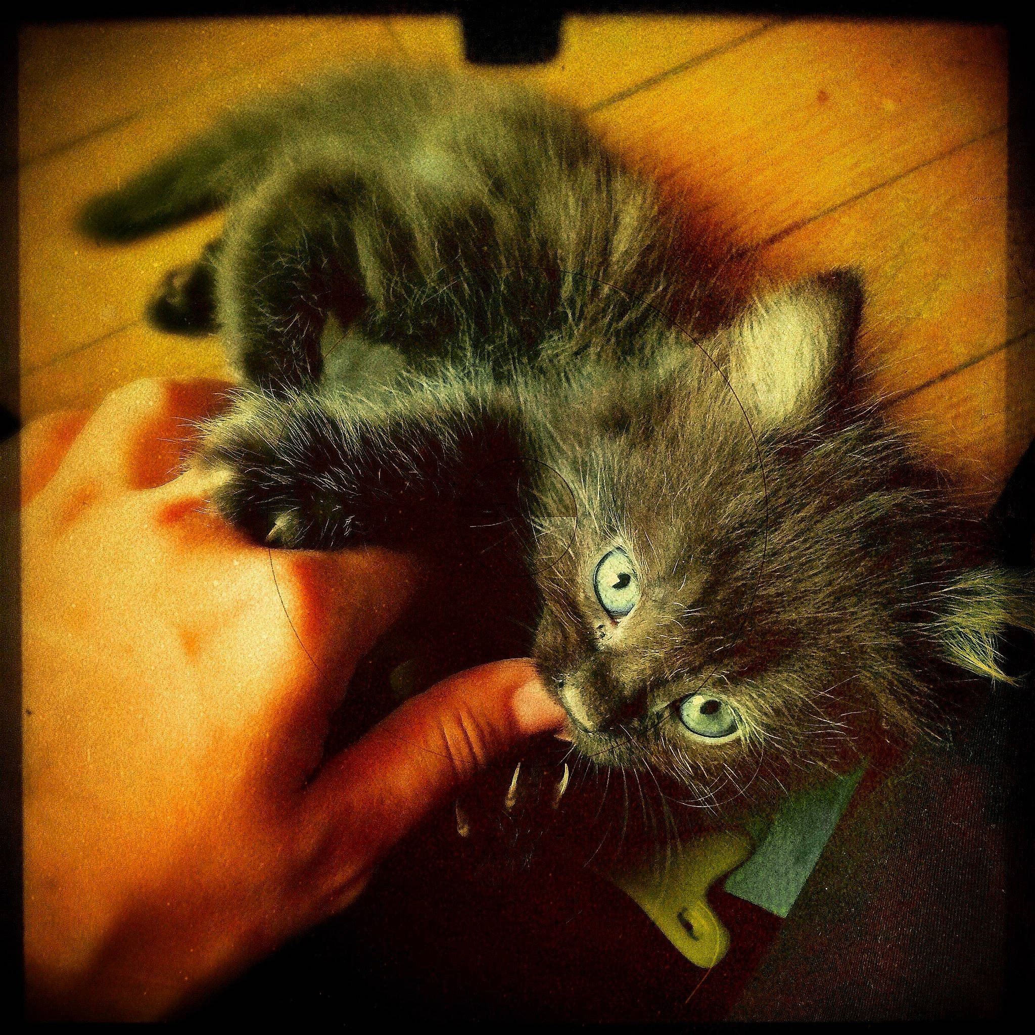 Hendrix participe au concours pour gagner de l'argent avec cette photo : carnivore, cat, curious, felidae, fur, kitten, nail, skin, small_to_medium_sized_cats, snout, vertebrate, whiskers