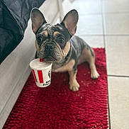 Queenie is registered to the contest to win money with this photo: dog, french_bulldog, puppy, red_rug, cup, kfc, straw, indoor, tile_floor, pet, animal, cute, looking_up, sitting, black_tan_coat, ears_up, young_dog, food_container, curious, home