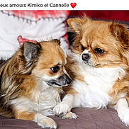 Kimiko Et Cannelle participe au concours pour gagner de l'argent avec cette photo : animal, canine, chihuahua, cockerspaniel, dog, eskimodog, papillon, pet, pug, puppy, snout