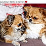 animal, canine, chihuahua, cockerspaniel, dog, eskimodog, papillon, pet, pug, puppy, snout