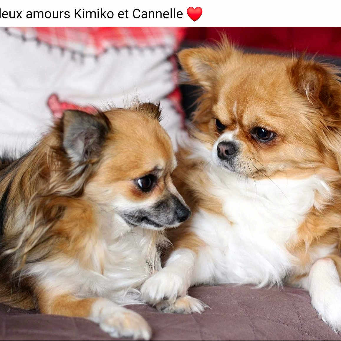Kimiko Et Cannelle