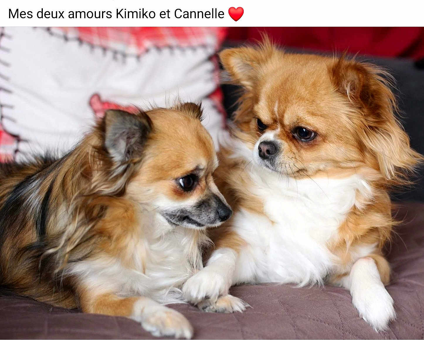 Kimiko Et Cannelle