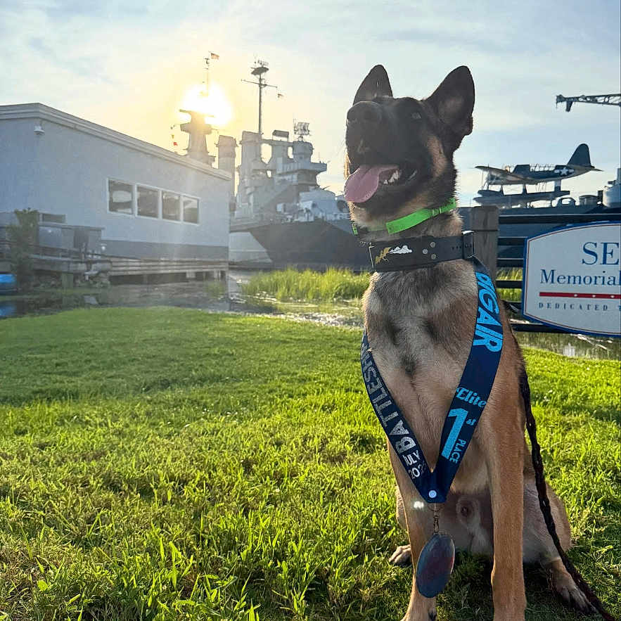 Venin joined the competition — help win amazing prizes! airplane, award, building, canine, collar, daytime, dog, grass, greenery, happy, leash, medal, military, nature, outdoor, ship, sky, sunlight, tongue_out, victory