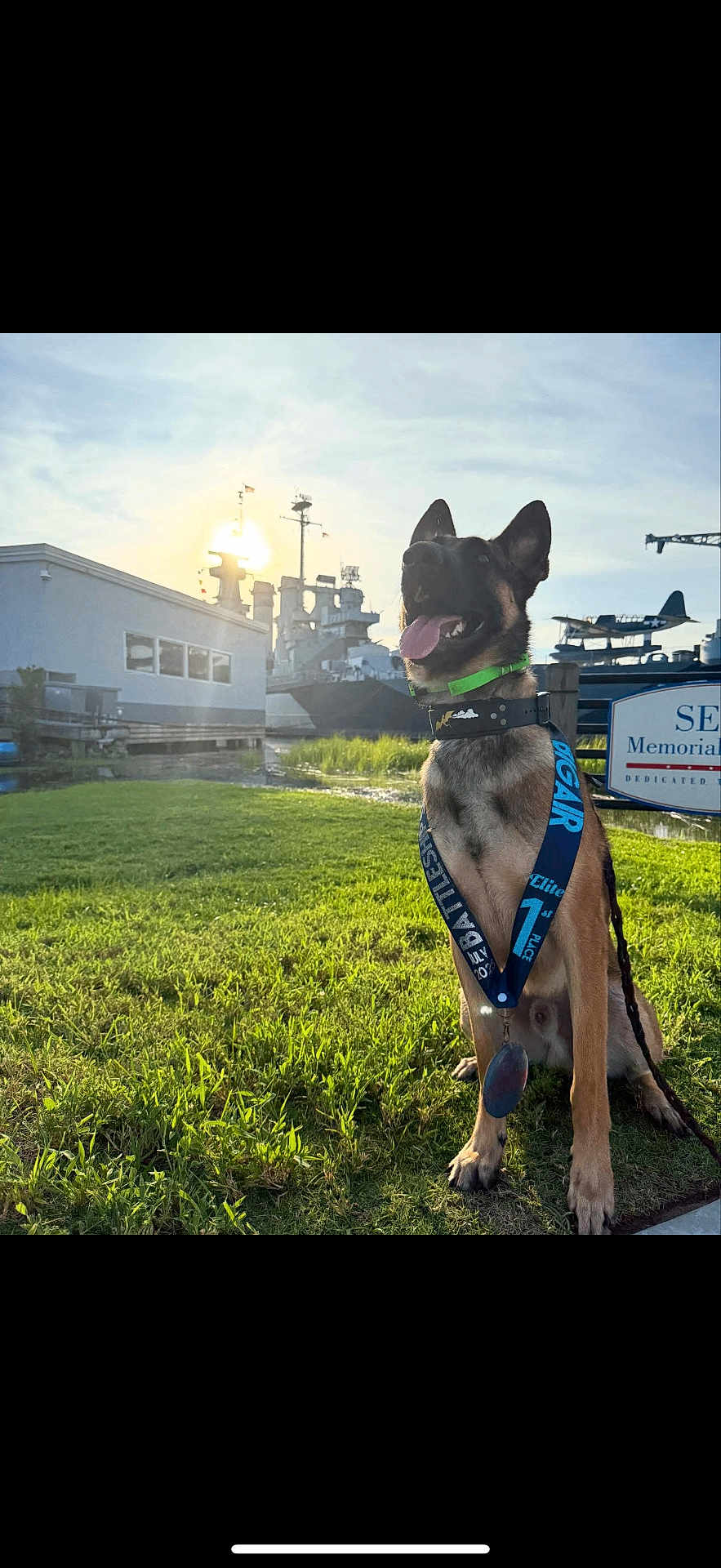 Venin joined the competition — help win amazing prizes! dog, medal, grass, sunlight, outdoor, ship, military, airplane, building, sky, happy, tongue_out, collar, leash, award, greenery, daytime, canine, nature, victory