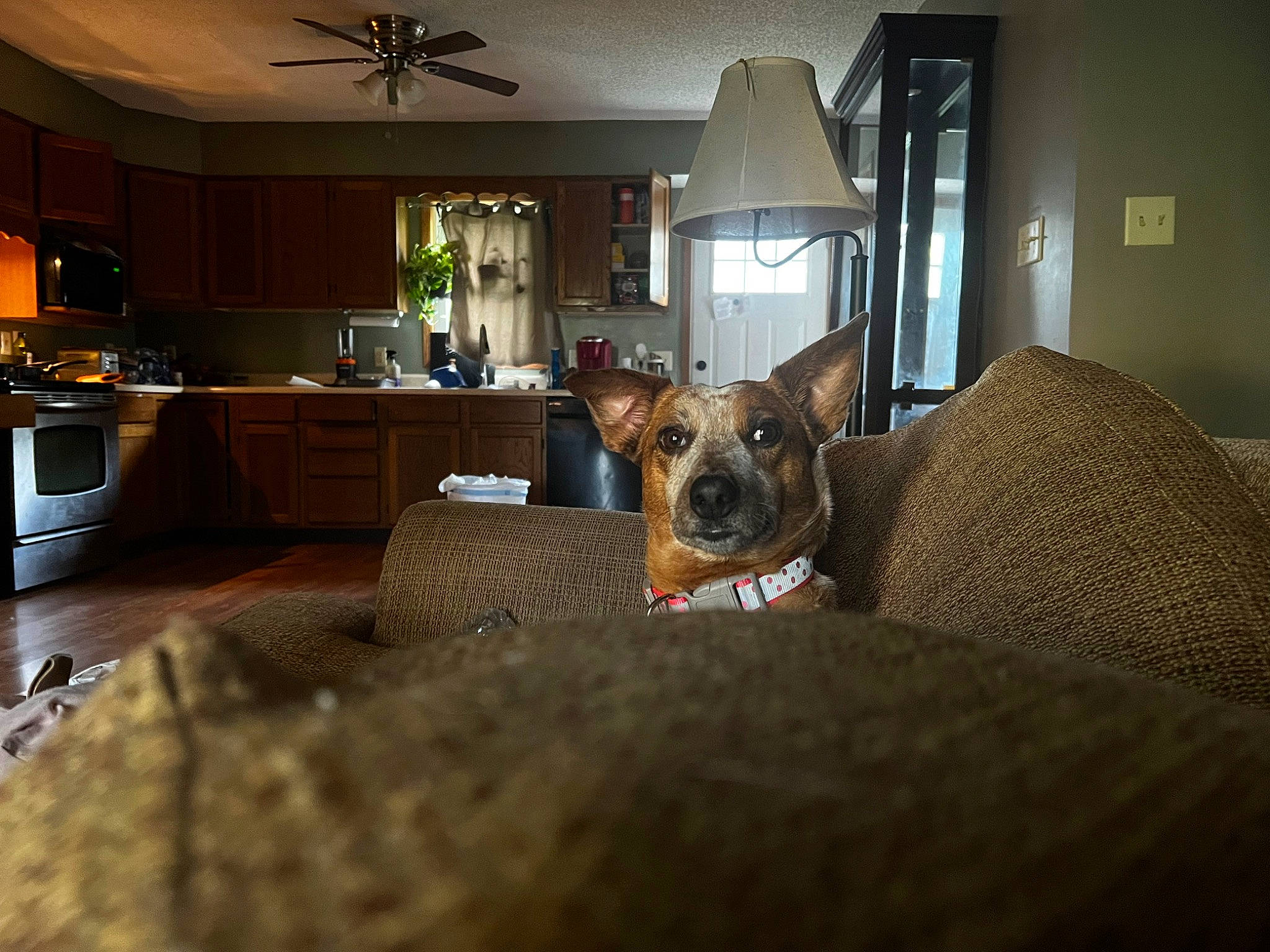 Faith joined the competition — help win amazing prizes! building, cabinetry, carnivore, comfort, companion_dog, couch, countertop, dog, dog_breed, floor, flooring, furniture, home_appliance, kitchen_appliance, living_room, picture_frame, table, television, window, wood