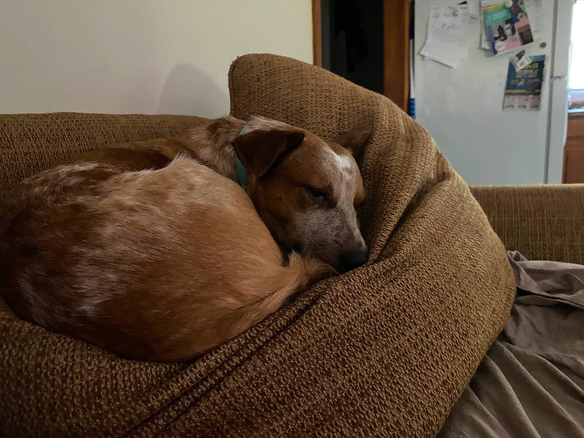 Faith joined the competition — help win amazing prizes! canidae, carnivore, comfort, companion_dog, couch, dog, dog_breed, fawn, flooring, grey, hardwood, linens, nap, picture_frame, snout, sporting_group, tail, terrestrial_animal, wood, working_animal