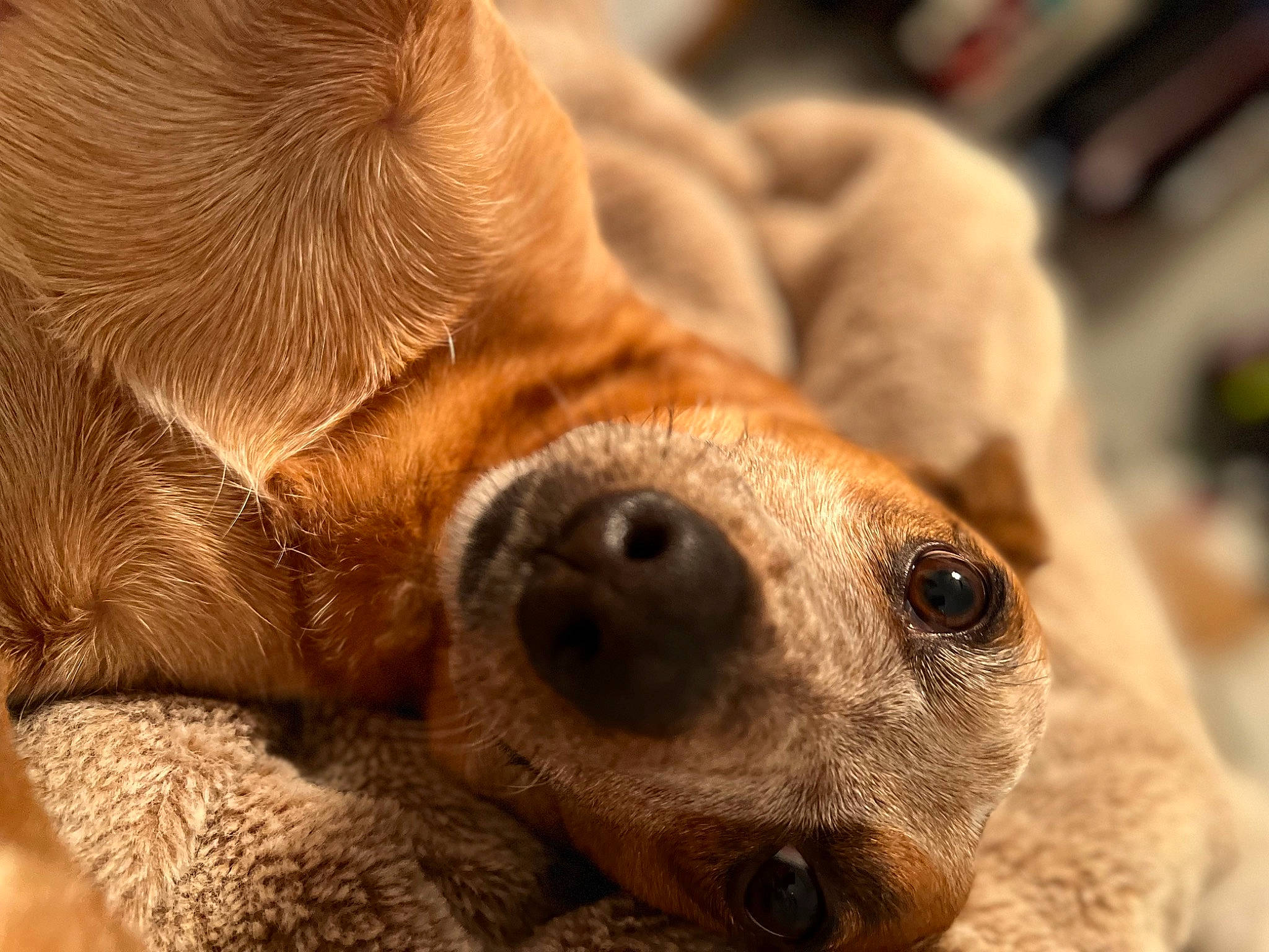 Faith is registered to the contest to win money with this photo: canidae, carnivore, close_up, comfort, companion_dog, dog, dog_breed, ear, fawn, fur, head, human_leg, liver, nose, snout, sporting_group, terrestrial_animal, whiskers, working_animal, wrinkle