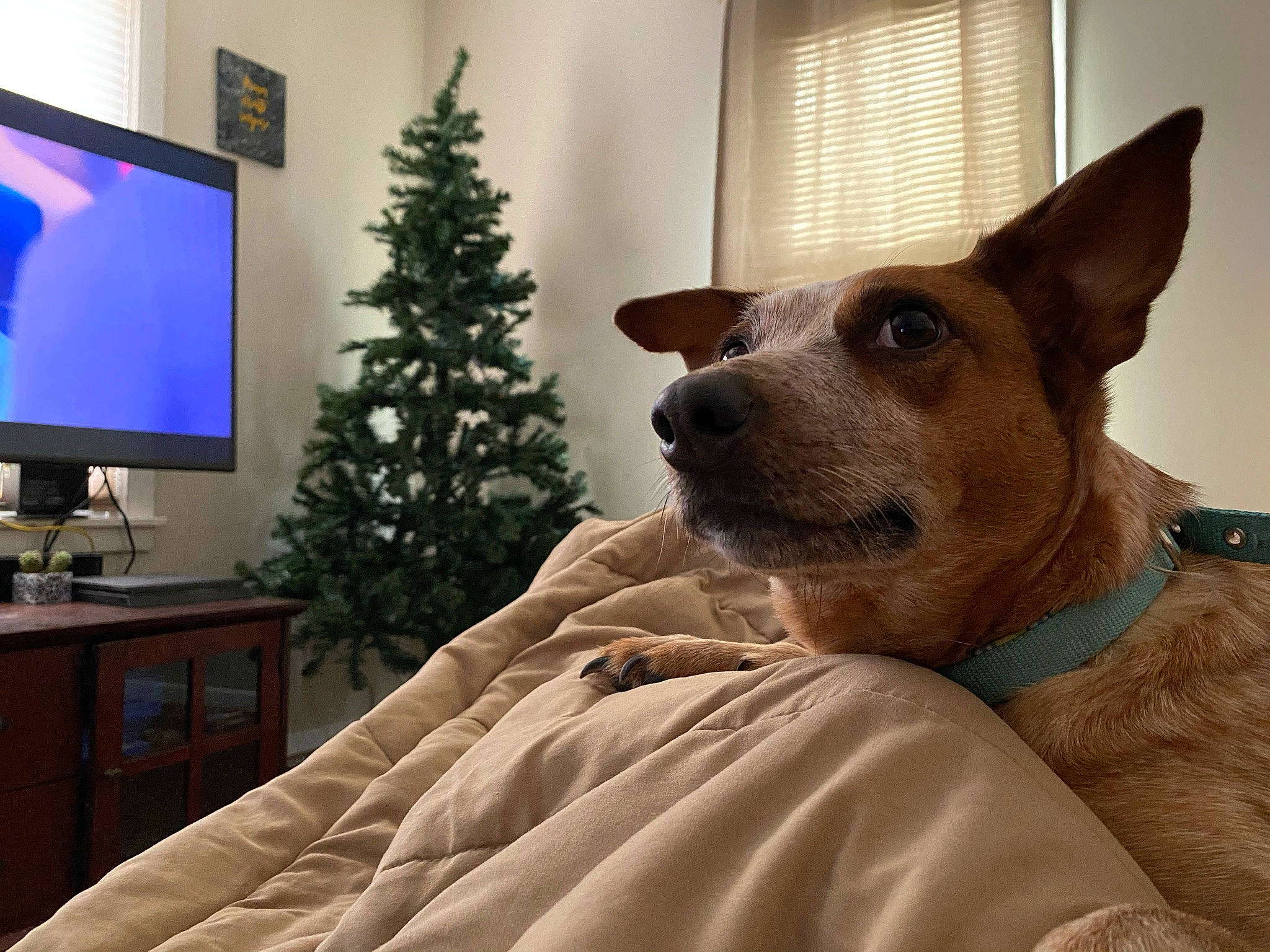 Faith joined the competition — help win amazing prizes! carnivore, christmas_ornament, christmas_tree, collar, comfort, companion_dog, display_device, dog, dog_breed, fawn, houseplant, interior_design, living_room, plant, television, television_set, whiskers, window, window_blind, wood