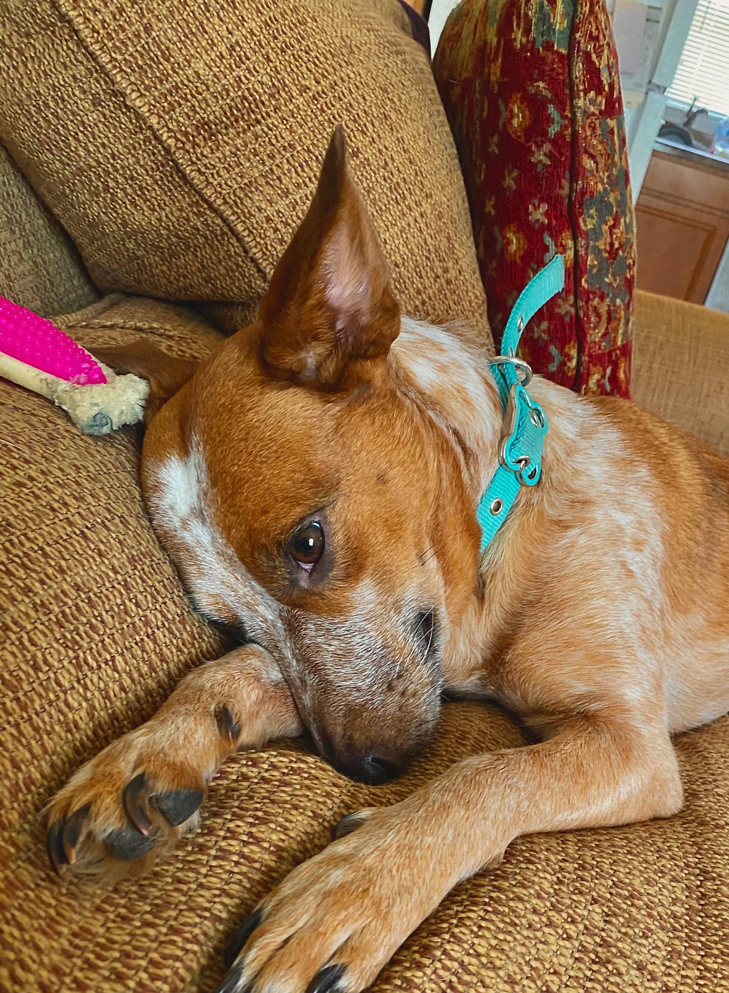 Faith is registered to the contest to win money with this photo: canidae, carnivore, collar, comfort, companion_dog, dog, dog_breed, dog_supply, ear, fawn, fur, liver, nap, non_sporting_group, paw, snout, sporting_group, terrestrial_animal, whiskers, working_animal