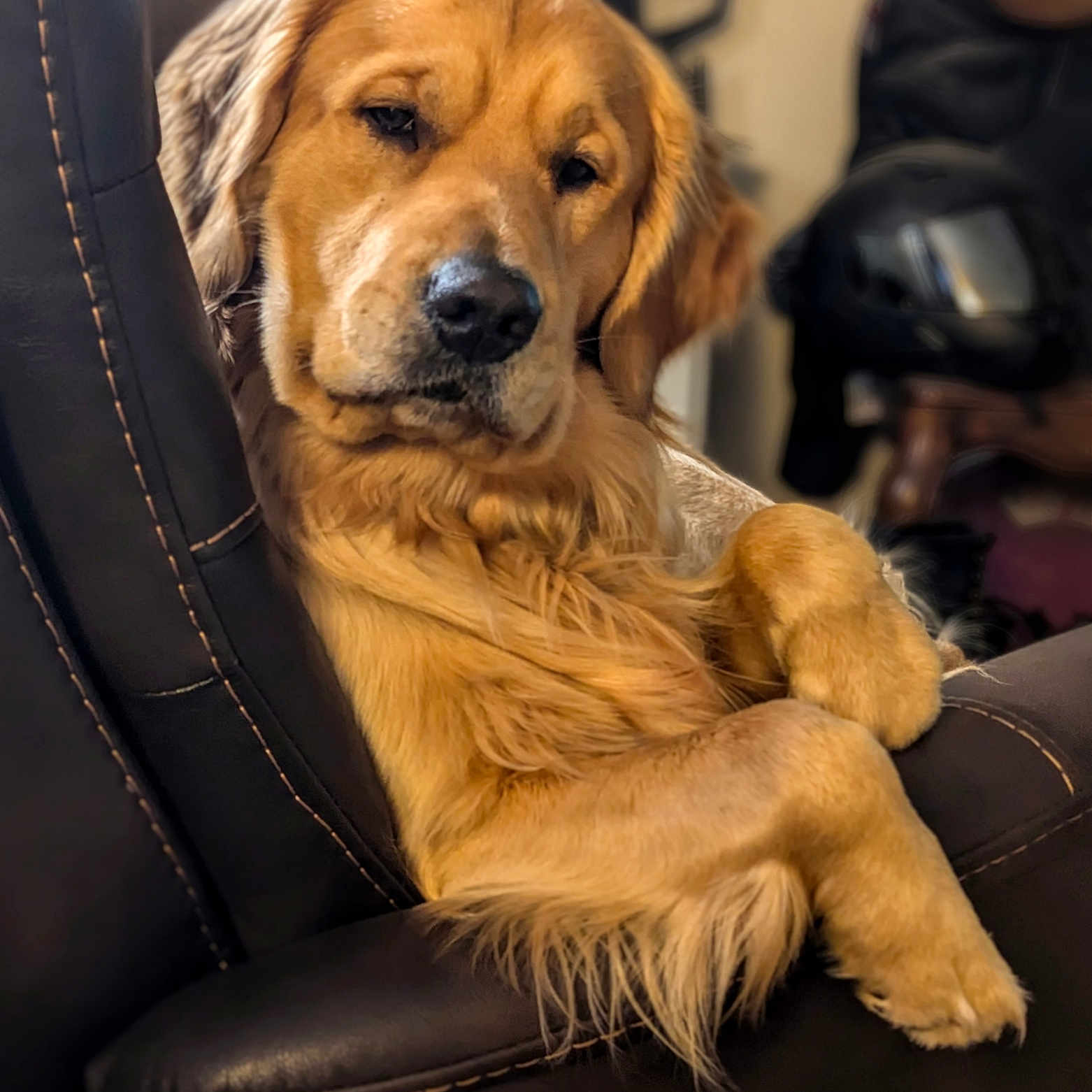 Finn is registered to the contest to win money with this photo: animal, armchair, canine, chair, cockerspaniel, couch, cushion, dog, furniture, goldenretriever, helmet, homedecor, hound, labradorretriever, pet, puppy