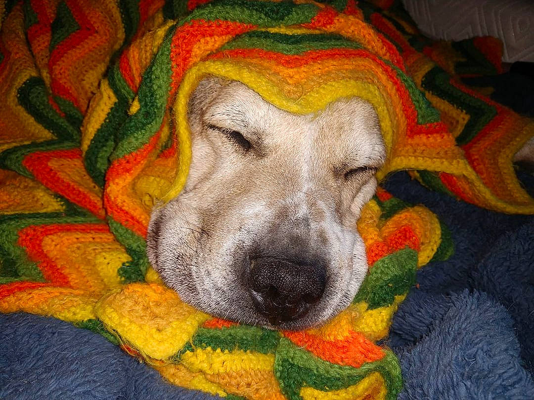 Molly is registered to the contest to win money with this photo: art, canidae, carnivore, comfort, companion_dog, dog, dog_breed, fawn, flooring, fur, grey, linens, paint, painting, paw, snout, sporting_group, textile, visual_arts, working_animal