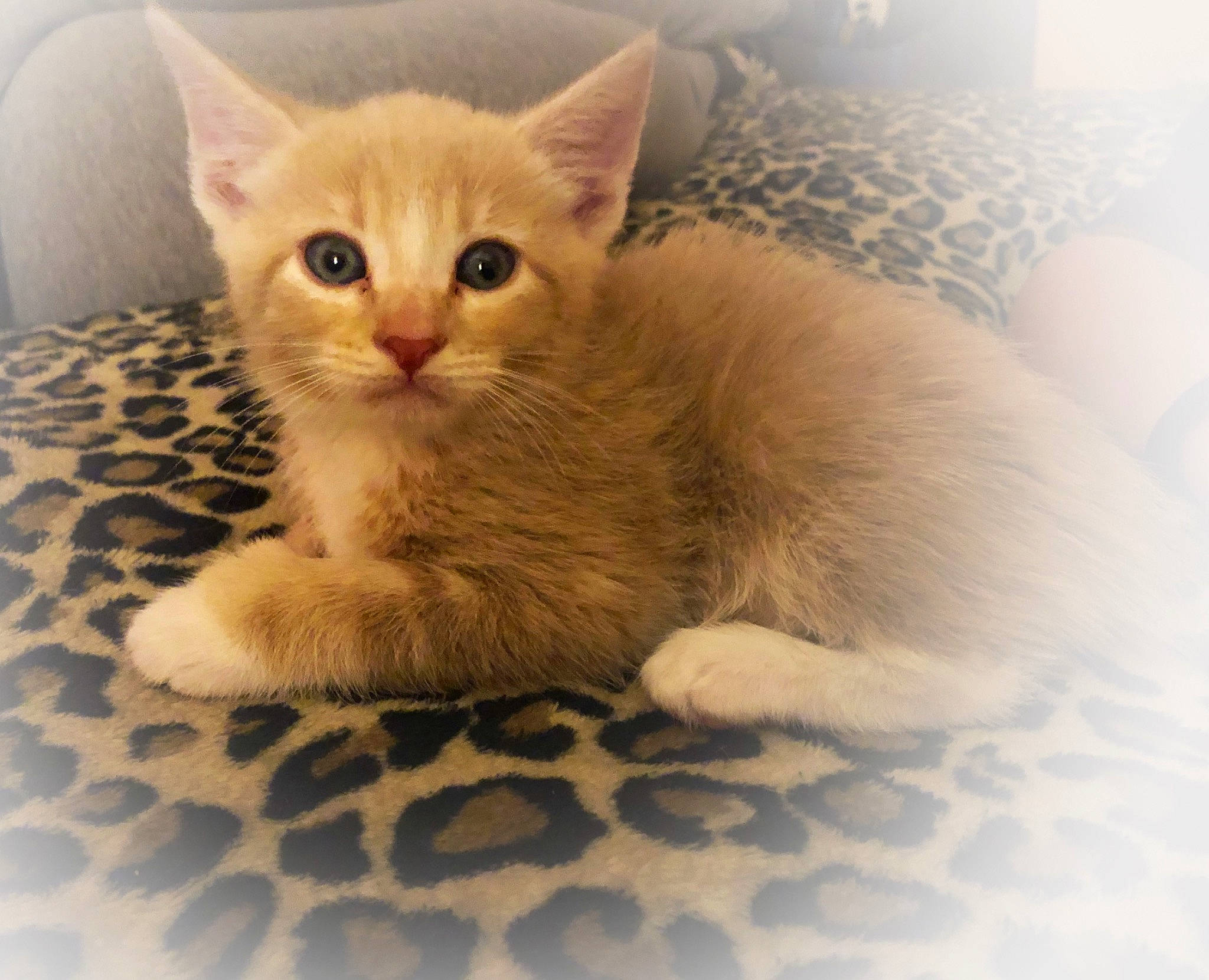 Toulouse is registered to the contest to win money with this photo: aegean_cat, arabian_mau, asian, australian_mist, carnivore, cat, colorpoint_shorthair, domestic_short_haired_cat, european_shorthair, eye, fawn, felidae, german_rex, kitten, mammal, ojos_azules, skin, small_to_medium_sized_cats, vertebrate, whiskers