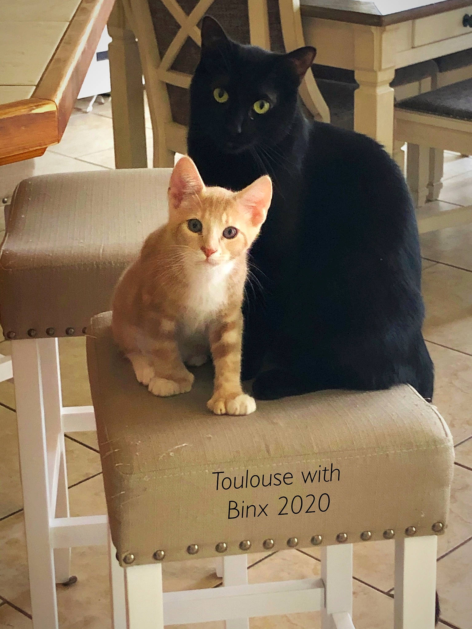 Toulouse joined the competition — help win amazing prizes! aegean_cat, asian, carnivore, cat, chair, domestic_short_haired_cat, european_shorthair, fawn, felidae, furniture, german_rex, kitten, polydactyl_cat, small_to_medium_sized_cats, whiskers