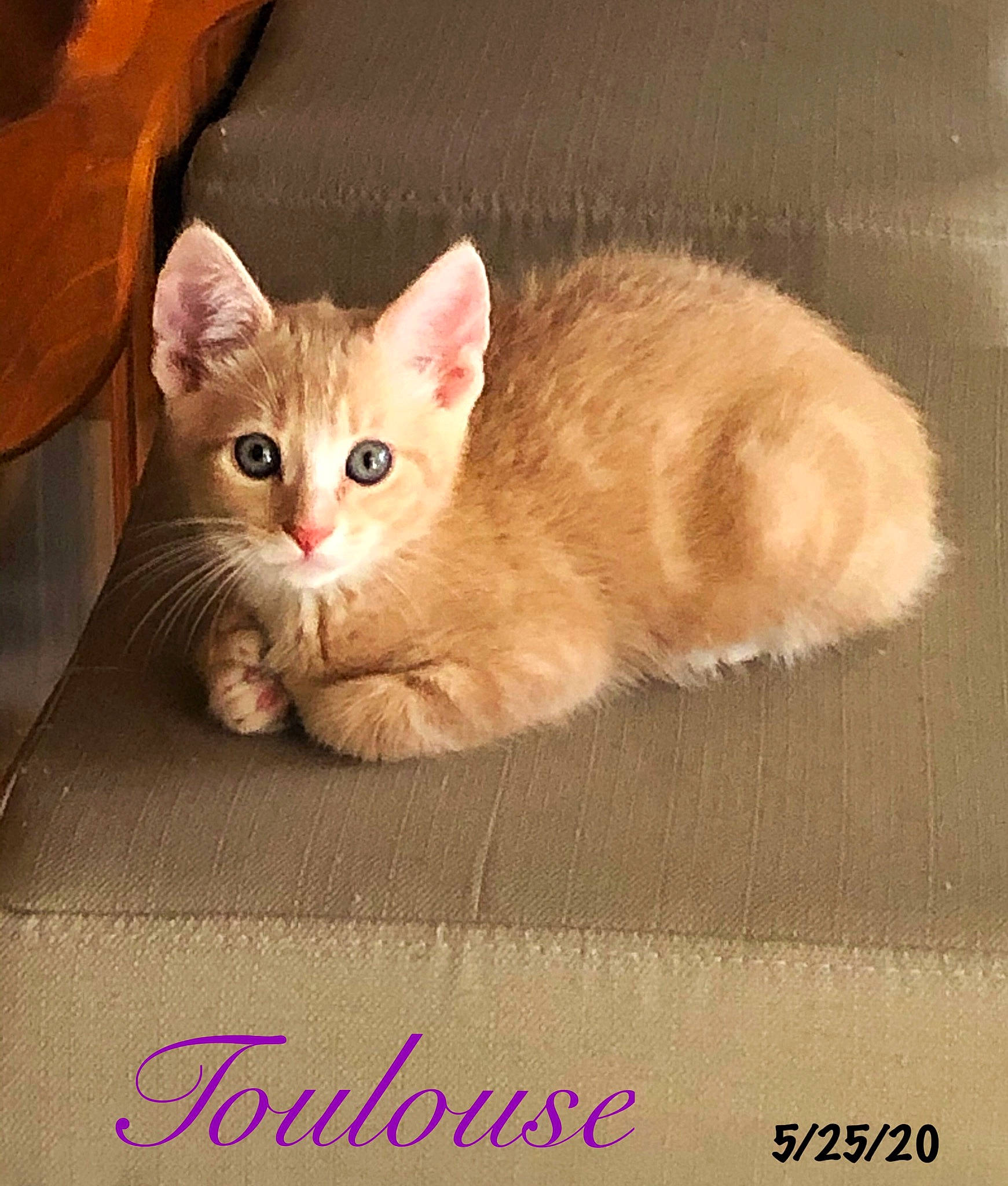 Toulouse joined the competition — help win amazing prizes! aegean_cat, american_curl, arabian_mau, asian, burmilla, carnivore, cat, cymric, domestic_short_haired_cat, european_shorthair, fawn, felidae, kitten, mammal, ojos_azules, paw, photo_caption, small_to_medium_sized_cats, tabby_cat, whiskers