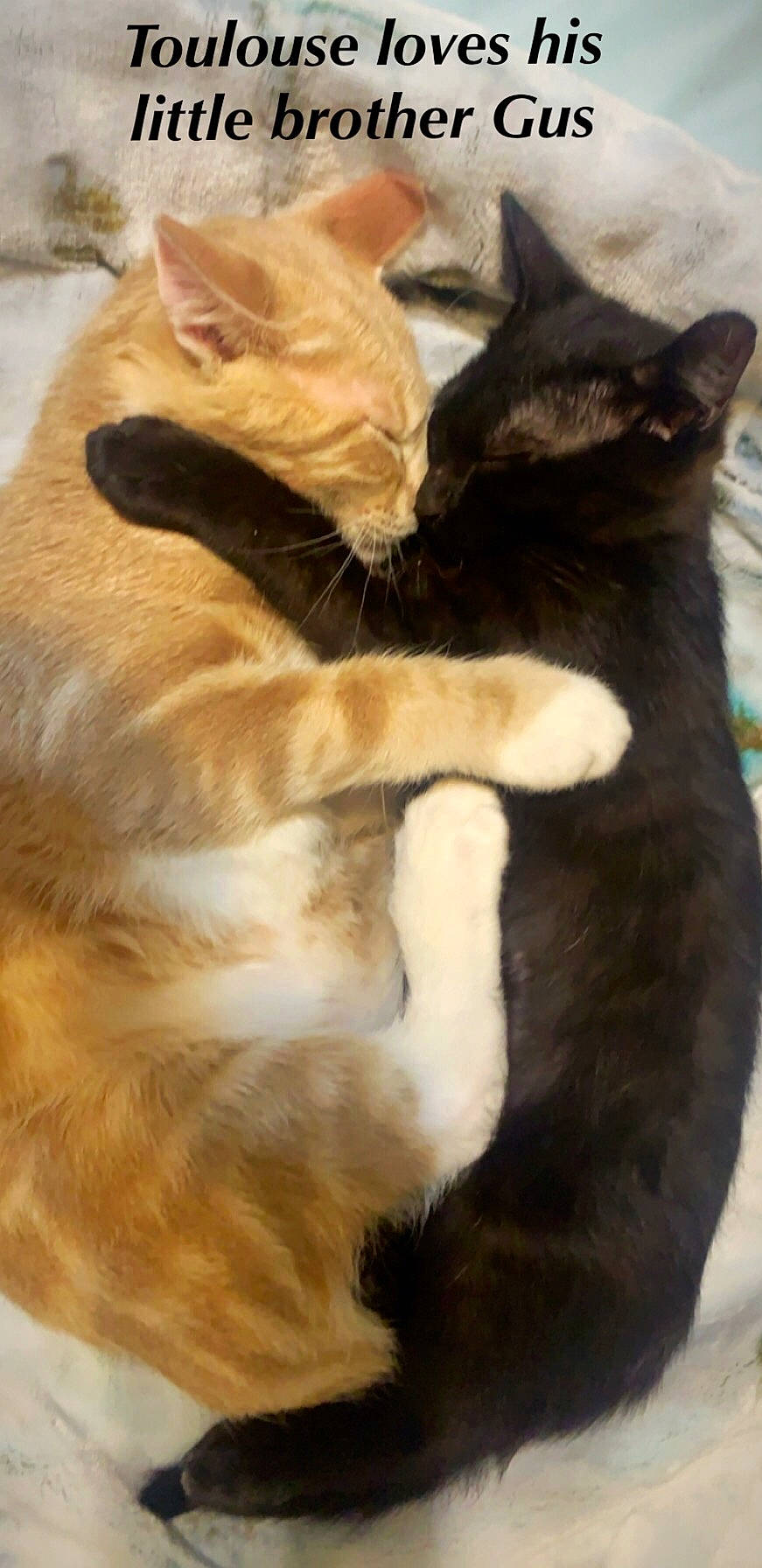 Toulouse is registered to the contest to win money with this photo: asian, black_cat, burmese, carnivore, cat, claw, domestic_short_haired_cat, european_shorthair, fawn, felidae, fur, german_rex, kitten, mammal, paw, polydactyl_cat, small_to_medium_sized_cats, snout, tail, whiskers