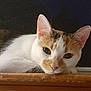 Layla joined the competition — help win amazing prizes! cat, animal, pet, resting, sleepy, fur, orange, white, closeup, portrait, wood, indoor, face, whiskers, ears, cute, calm, domestic, mammal, feline
