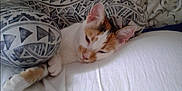 Layla joined the competition — help win amazing prizes! cat, calico_cat, bed, pillow, white_bed, patterned_pillow, sleepy, resting, indoor, feline, pet, cozy, cute, animal, fur, whiskers, ears, paw, relaxation, comfort