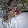 cat, calico_cat, bed, pillow, white_bed, patterned_pillow, sleepy, resting, indoor, feline, pet, cozy, cute, animal, fur, whiskers, ears, paw, relaxation, comfort