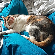 Layla joined the competition — help win amazing prizes! cat, sleeping, blanket, cushion, bed, indoor, cozy, fur, animal, resting, comfort, home, relaxation, pet, calm, domestic, soft, nap, feline, warm