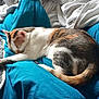 cat, sleeping, blanket, cushion, bed, indoor, cozy, fur, animal, resting, comfort, home, relaxation, pet, calm, domestic, soft, nap, feline, warm