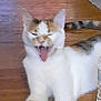Layla joined the competition — help win amazing prizes! cat, feline, pet, animal, indoor, wooden_floor, yawning, white_fur, tabby, tail, water_bottle, close_up, cute, lying_down, mouth_open, ears, whiskers, tongue, domestic_cat, blurred