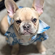 Kobe joined the competition — help win amazing prizes! dog, french_bulldog, puppy, pet, animal, cute, ears, face, wrinkles, shirt, clothing, blue, white, patterned, indoor, floor, looking_up, adorable, close_up, portrait