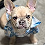 dog, french_bulldog, puppy, pet, animal, cute, ears, face, wrinkles, shirt, clothing, blue, white, patterned, indoor, floor, looking_up, adorable, close_up, portrait