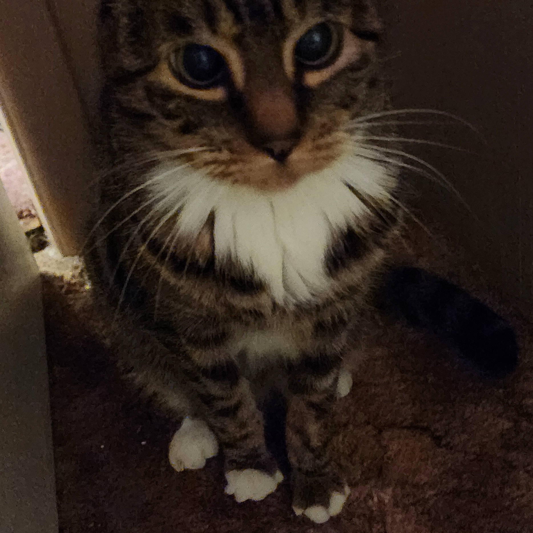 Pebbles is registered to the contest to win money with this photo: carnivore, cat, claw, domestic_short_haired_cat, felidae, flooring, foot, fur, paw, sitting, small_to_medium_sized_cats, square, tail, terrestrial_animal, whiskers