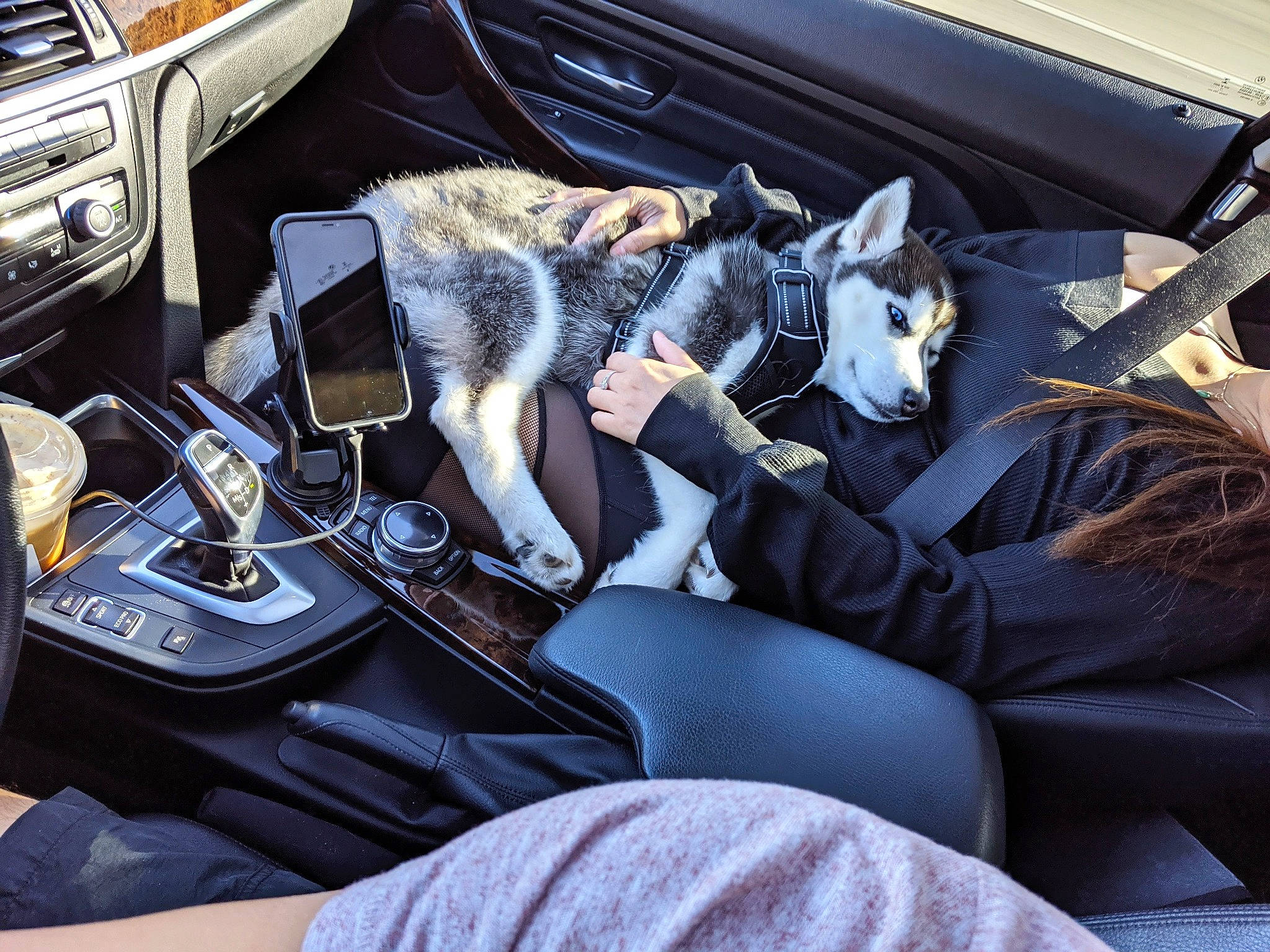 Zaia is registered to the contest to win money with this photo: auto_part, automotive_design, automotive_exterior, car, car_seat, car_seat_cover, carnivore, center_console, comfort, family_car, gear_shift, head_restraint, luxury_vehicle, mode_of_transport, motor_vehicle, personal_luxury_car, steering_part, steering_wheel, vehicle, vehicle_door