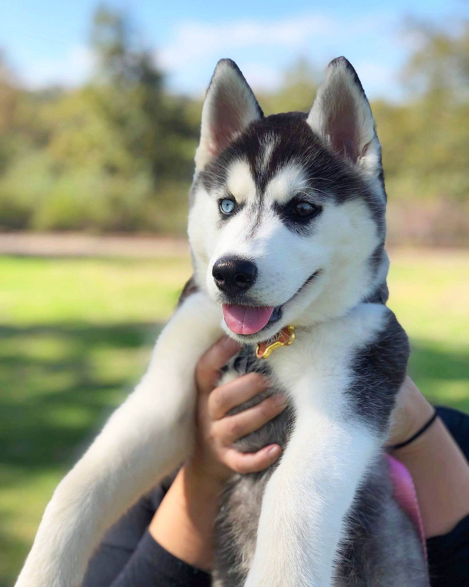 Zaia is registered to the contest to win money with this photo: canidae, carnivore, collar, companion_dog, dog, dog_breed, fashion_accessory, fawn, fur, grass, happy, jaw, plant, recreation, siberian_husky, sky, sled_dog, snout, sporting_group, tree