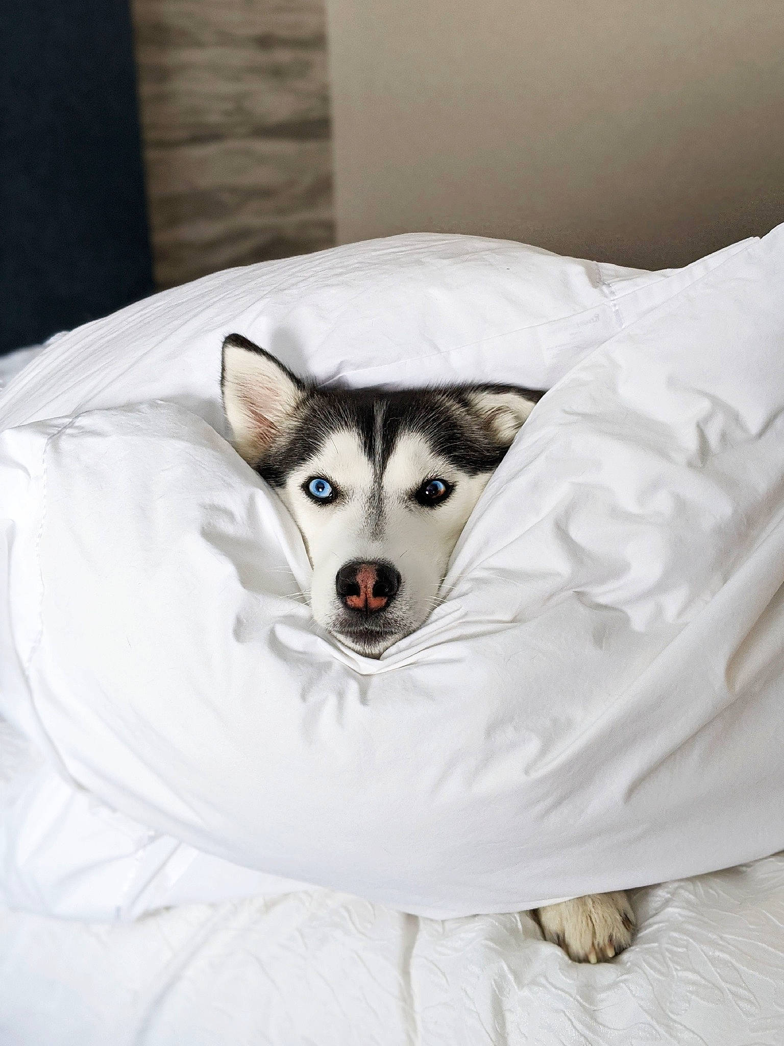 Zaia joined the competition — help win amazing prizes! bed, bedding, carnivore, comfort, companion_dog, couch, dog, dog_breed, eye, eyelash, fawn, felidae, fur, head, jaw, small_to_medium_sized_cats, snout, terrestrial_animal, whiskers, working_animal